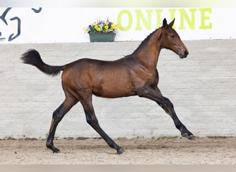 KWPN, Mare, Foal (02/2026), Bay