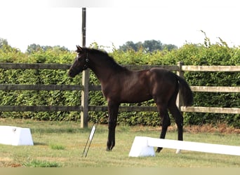KWPN, Mare, Foal (03/2026), Black