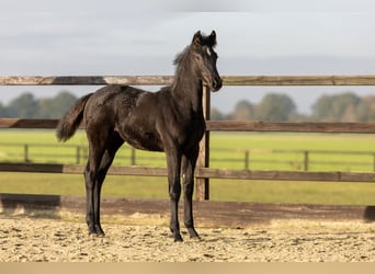 KWPN, Mare, Foal (06/2024), Black