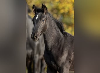 KWPN, Mare, Foal (06/2024), Black