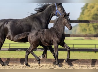 KWPN, Mare, Foal (06/2024), Black