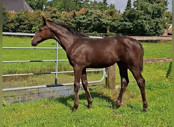 KWPN, Mare, Foal (04/2025), Black