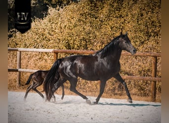 KWPN, Mare, Foal (03/2026), Black