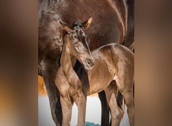 KWPN, Mare, Foal (03/2026), Black