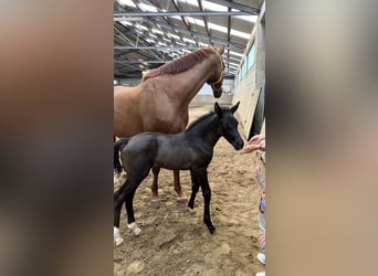 KWPN, Mare, Foal (04/2026), Black