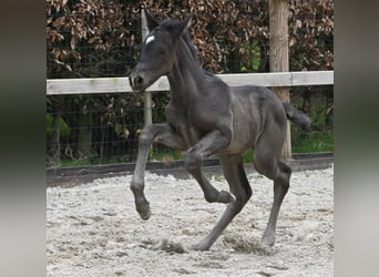 KWPN, Mare, Foal (01/2024), Black