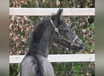 KWPN, Mare, Foal (01/2024), Black