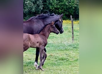 KWPN, Mare, , Black