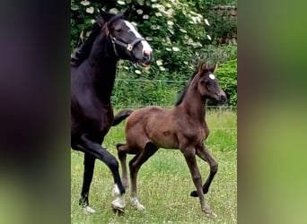 KWPN, Mare, , Black
