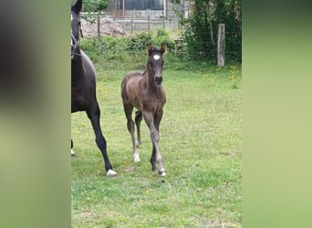 KWPN, Mare, , Black