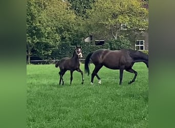 KWPN, Mare, Foal (06/2025), Brown