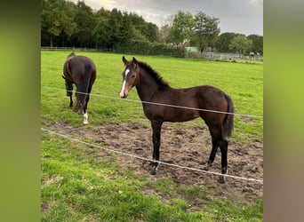 KWPN, Mare, Foal (06/2025), Brown