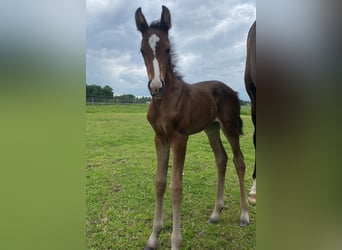 KWPN, Mare, Foal (06/2025), Brown