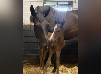 KWPN, Mare, Foal (06/2025), Brown