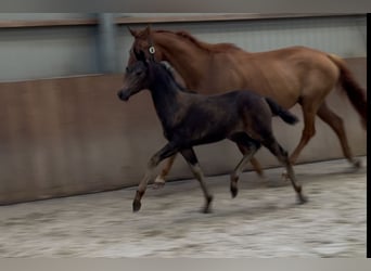 KWPN, Mare, Foal (04/2025), Brown
