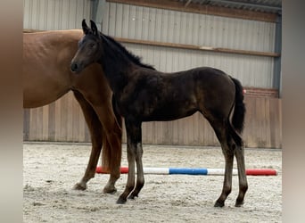 KWPN, Mare, Foal (04/2025), Brown
