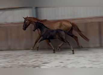 KWPN, Mare, Foal (04/2025), Brown
