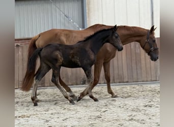 KWPN, Mare, Foal (04/2025), Brown