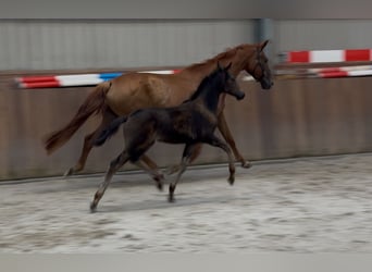 KWPN, Mare, Foal (04/2025), Brown