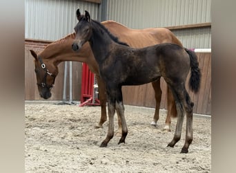 KWPN, Mare, Foal (04/2025), Brown