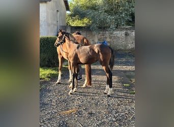 KWPN, Mare, Foal (04/2026), Brown