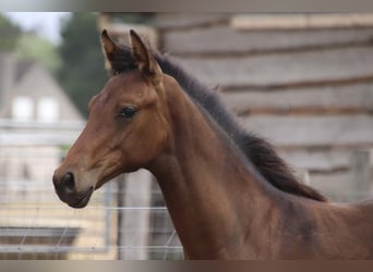 KWPN, Mare, Foal (03/2026), Brown