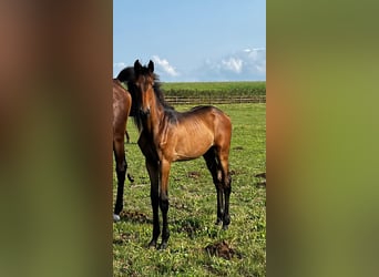 KWPN, Mare, Foal (04/2024), Brown