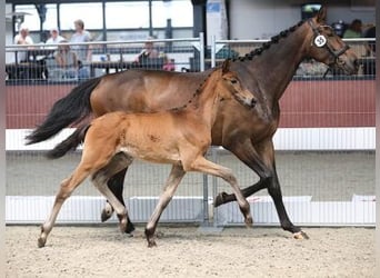 KWPN, Mare, Foal (04/2024), Brown