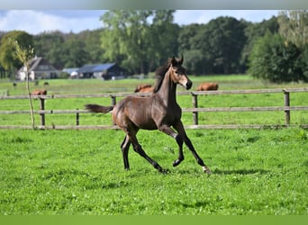 KWPN, Mare, Foal (01/2026), Brown