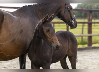 KWPN, Mare, Foal (06/2025), Brown