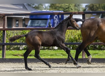 KWPN, Mare, Foal (06/2025), Brown