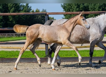 KWPN, Mare, Foal (05/2026), Brown Falb mold