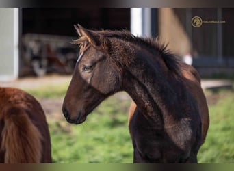 KWPN, Mare, Foal (05/2023), Brown
