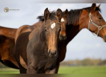 KWPN, Mare, Foal (05/2023), Brown