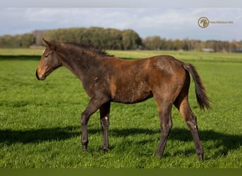 KWPN, Mare, Foal (05/2023), Brown