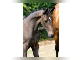 KWPN, Mare, Foal (05/2026), Brown