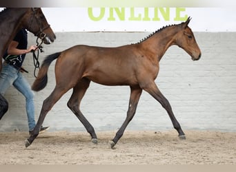 KWPN, Mare, Foal (04/2026), Brown
