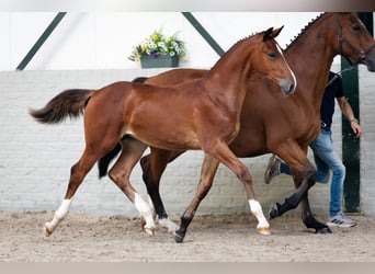 KWPN, Mare, Foal (03/2026), Brown