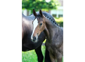KWPN, Mare, Foal (03/2026), Brown