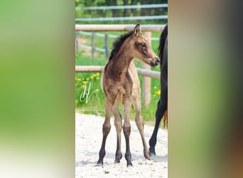 KWPN, Mare, , Buckskin