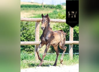 KWPN, Mare, , Buckskin