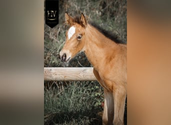 KWPN, Mare, Foal (01/2026), Buckskin