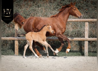 KWPN, Mare, Foal (01/2026), Buckskin