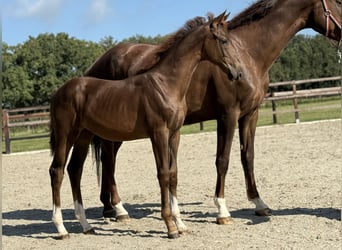 KWPN, Mare, Foal (03/2025), Chestnut