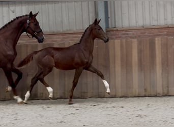 KWPN, Mare, Foal (05/2025), Chestnut