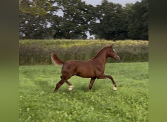 KWPN, Mare, Foal (04/2026), Chestnut