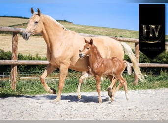 KWPN, Mare, , Chestnut
