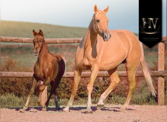 KWPN, Mare, Foal (06/2025), Chestnut