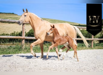 KWPN, Mare, , Chestnut