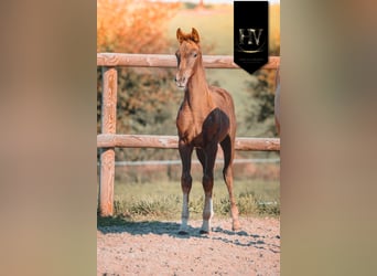 KWPN, Mare, Foal (06/2025), Chestnut